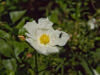 Cistus laurifolius