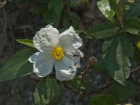 Cistus laurifolius 2, Saxifraga-Jan van der Straaten