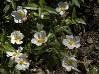 Cistus laurifolius 3, Saxifraga-Jan van der Straaten