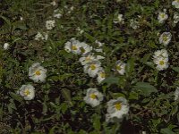 Cistus laurifolius 4, Saxifraga-Jan van der Straaten