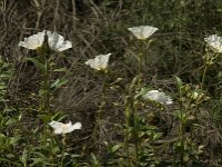 Cistus laurifolius 5, Saxifraga-Jan van der Straaten