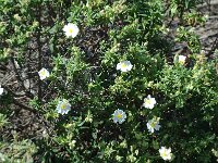 Cistus monspeliensis, Narrow-leaved Cistus