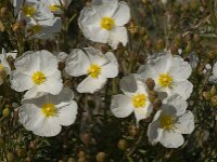 Cistus monspeliensis 13, Saxifraga-Jan van der Straaten