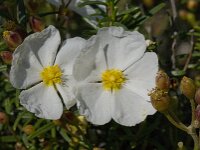 Cistus monspeliensis 18, Saxifraga-Willem van Kruijsbergen