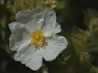 Cistus monspeliensis 2, Saxifraga-Jan van der Straaten