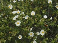 Cistus monspeliensis 25, Saxifraga-Willem van Kruijsbergen