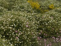 Cistus monspeliensis 29, Saxifraga-Jan van der Straaten