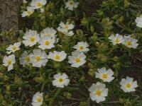 Cistus monspeliensis 30, Saxifraga-Jan van der Straaten