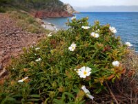Cistus monspeliensis 36, Saxifraga-Ed Stikvoort