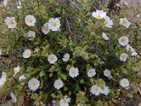 Cistus monspeliensis 39, Saxifraga-Ed Stikvoort