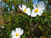 Cistus monspeliensis 8, Saxifraga-Ed Stikvoort