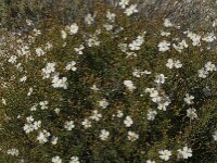 Cistus monspeliensis 9, Saxifraga-Jan van der Straaten