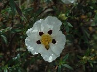 Cistus palhinhae