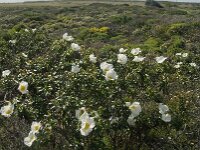 Cistus palhinhae 10, Saxifraga-Jan van der Straaten