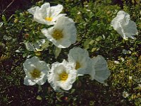 Cistus palhinhae 11, Saxifraga-Jan van der Straaten
