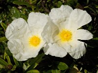 Cistus palhinhae 12, Saxifraga-Willem van Kruijsbergen