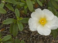 Cistus palhinhae 17, Saxifraga-Jan van der Straaten