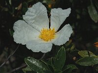 Cistus palhinhae 2, Saxifraga-Jan van der Straaten