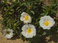 Cistus palhinhae 22, Saxifraga-Jan van der Straaten