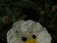 Cistus palhinhae 23, Saxifraga-Jan van der Straaten