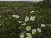 Cistus palhinhae 25, Saxifraga-Jan van der Straaten