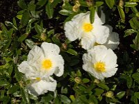 Cistus palhinhae 26, Saxifraga-Willem van Kruijsbergen