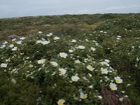 Cistus palhinhae 28, Saxifraga-Willem van Kruijsbergen