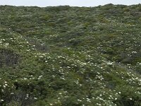Cistus palhinhae 29, Saxifraga-Willem van Kruijsbergen