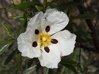 Cistus palhinhae 3, Saxifraga-Willem van Kruijsbergen
