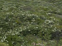 Cistus palhinhae 30, Saxifraga-Willem van Kruijsbergen