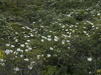 Cistus palhinhae 31, Saxifraga-Willem van Kruijsbergen