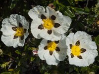 Cistus palhinhae 32, Saxifraga-Willem van Kruijsbergen