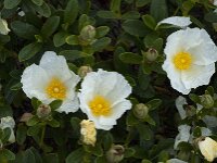 Cistus palhinhae 35, Saxifraga-Willem van Kruijsbergen