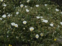Cistus palhinhae 36, Saxifraga-Willem van Kruijsbergen