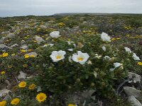 Cistus palhinhae 38, Saxifraga-Willem van Kruijsbergen