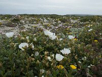 Cistus palhinhae 39, Saxifraga-Willem van Kruijsbergen