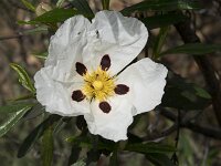 Cistus palhinhae 4, Saxifraga-Willem van Kruijsbergen