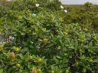 Cistus palhinhae 40, Saxifraga-Ed Stikvoort