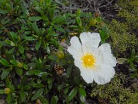 Cistus palhinhae 41, Saxifraga-Ed Stikvoort