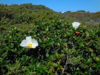 Cistus palhinhae 42, Saxifraga-Ed Stikvoort