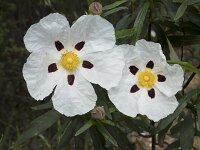 Cistus palhinhae 5, Saxifraga-Willem van Kruijsbergen