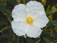 Cistus palhinhae 6, Saxifraga-Willem van Kruijsbergen