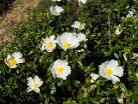 Cistus palhinhae 7, Saxifraga-Willem van Kruijsbergen