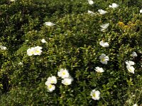 Cistus palhinhae 9, Saxifraga-Willem van Kruijsbergen