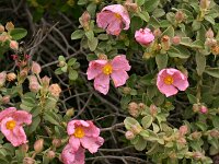 Cistus parviflorus