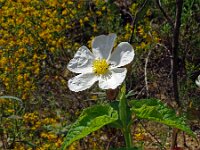 Cistus populifolius