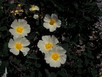 Cistus psilosepalus