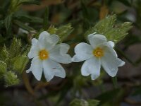 Cistus psilosepalus 2, Saxifraga-Willem van Kruijsbergen