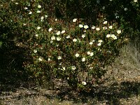 Cistus salviifolius