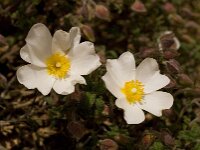Cistus salviifolius 11, Saxifraga-Willem van Kruijsbergen